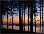 Oregon beach through the trees at sunset